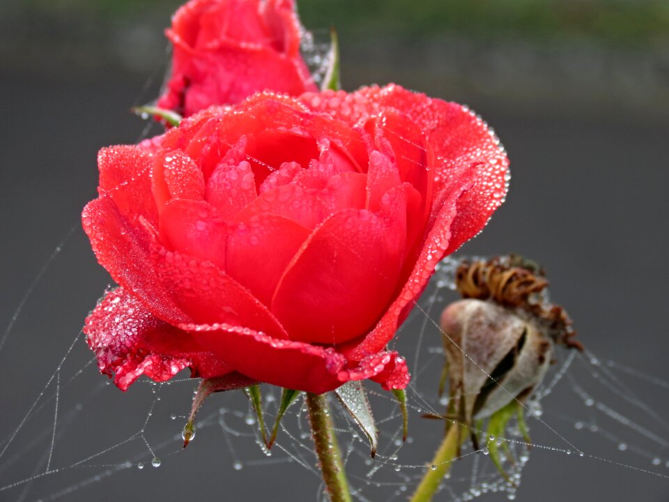 Dew spider webs red rose