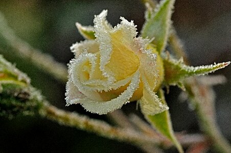Ripe nature cold