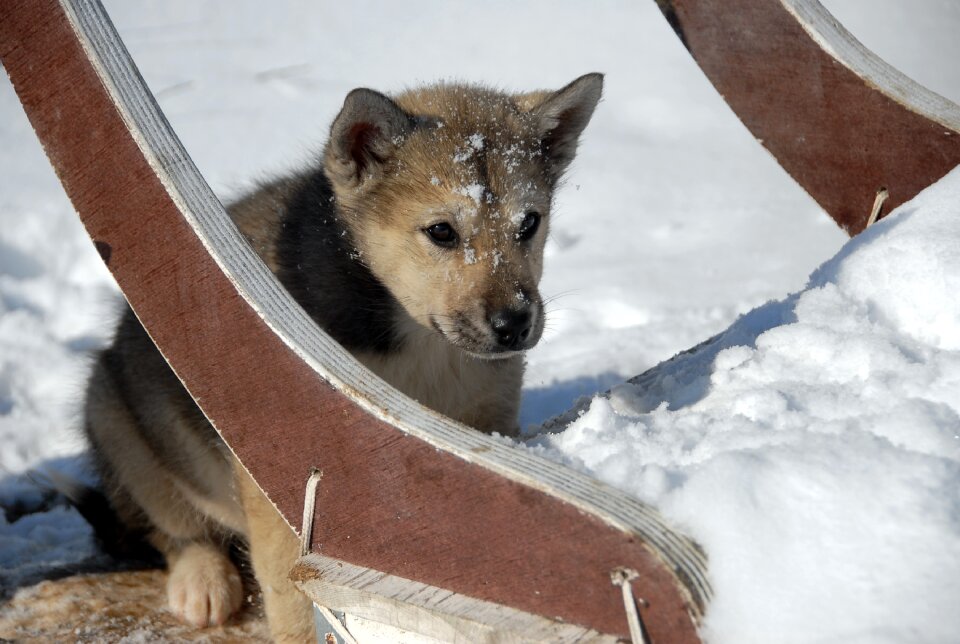 Dog greenland puppy
