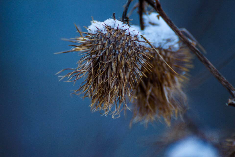 Flower frozen