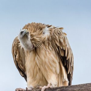 Vulture wild feather