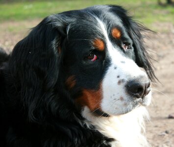 Dog portrait berner photo