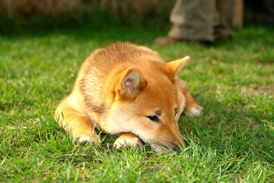 Nature puppy lying