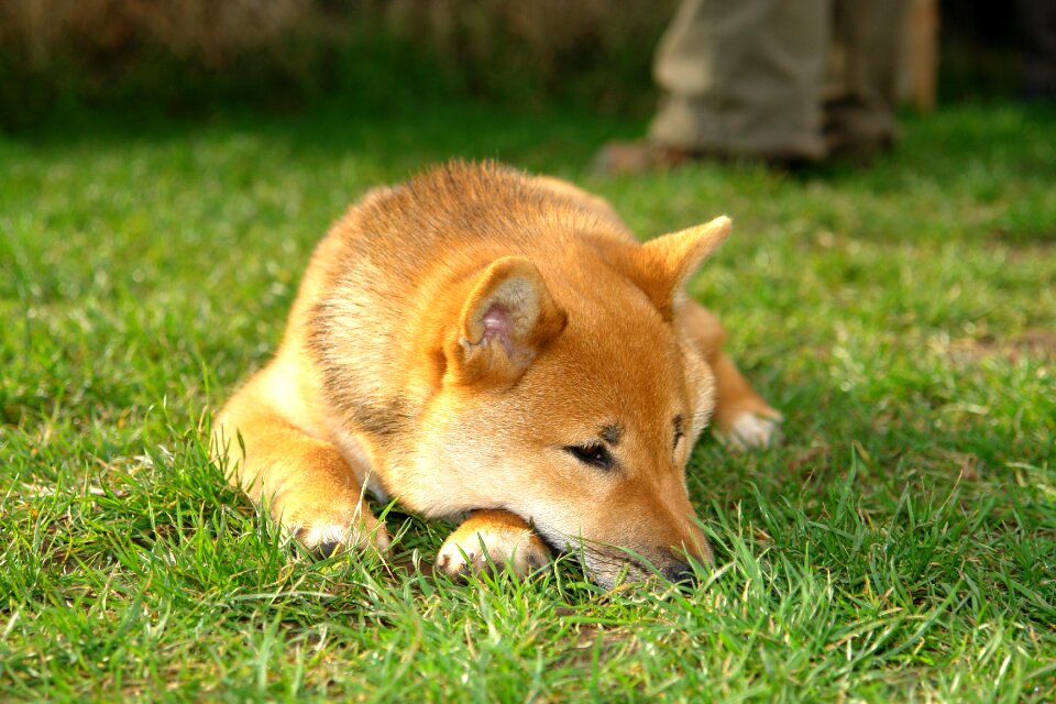 Nature puppy lying photo