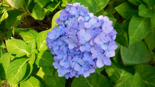 Spring garden natural