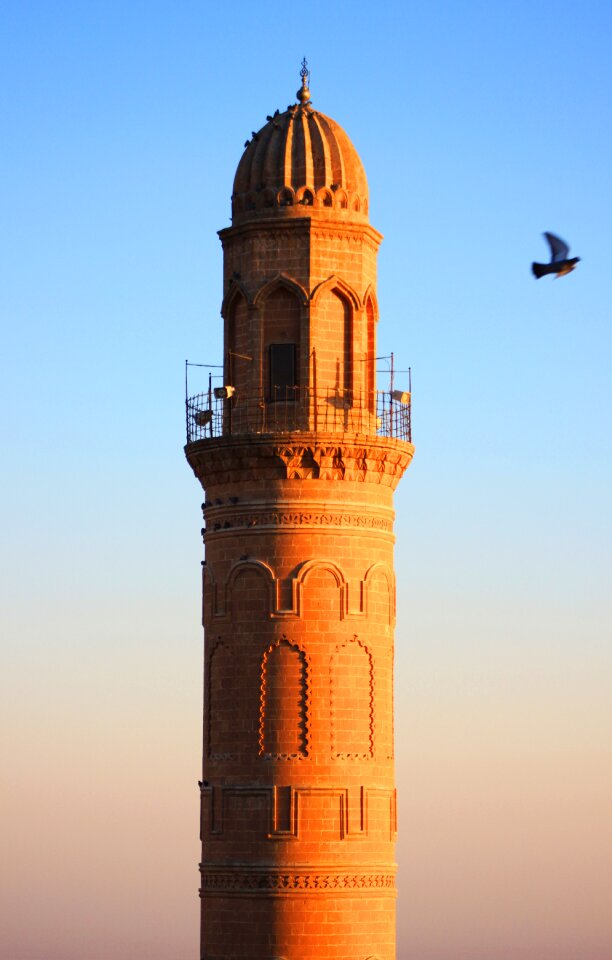 Pigeon mardin turkey