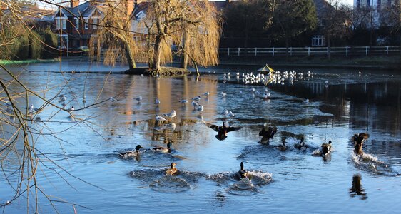 Nature lake wildlife