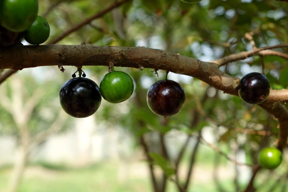 Tree grape fruit purple