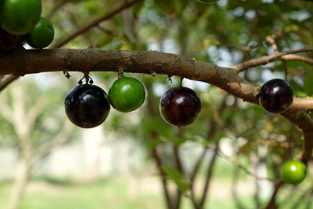 Tree grape fruit purple