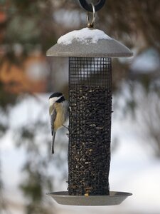 Black-capped nature north photo