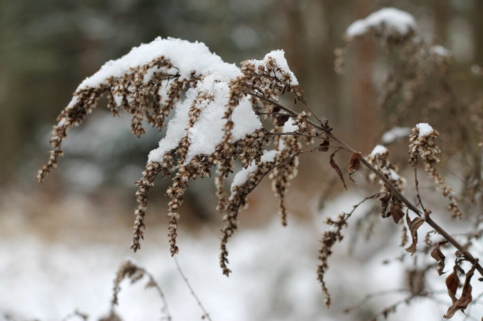 Snow nature macro