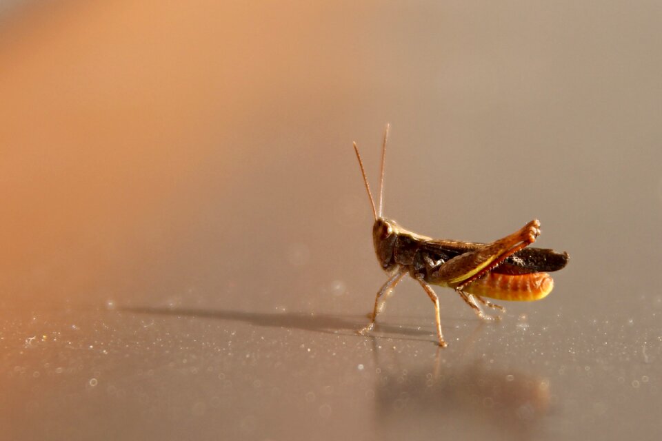Insect macro closeup