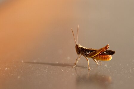 Insect macro closeup photo