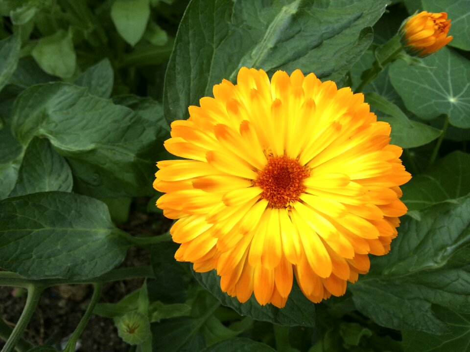 Bloom flower medicinal plant