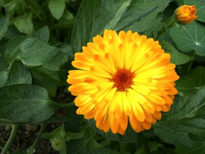 Bloom flower medicinal plant
