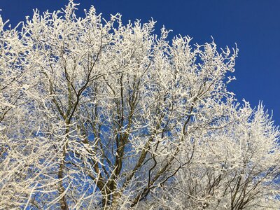 Trees winter mood hoarfrost
