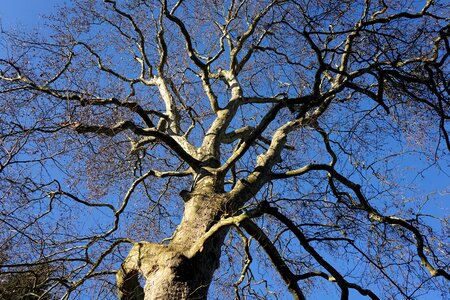 Wood nature bark photo