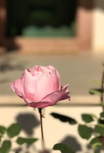 Faded color garden
