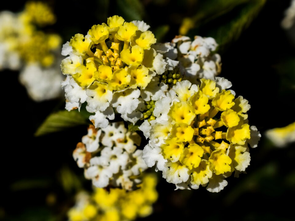 Nature blossom winter flowers