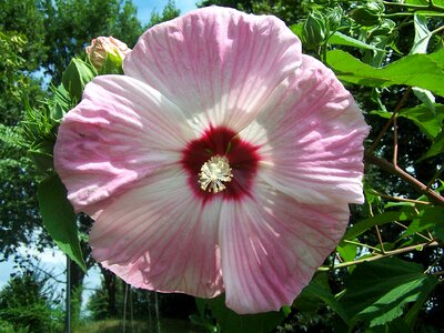 Petals great rosa