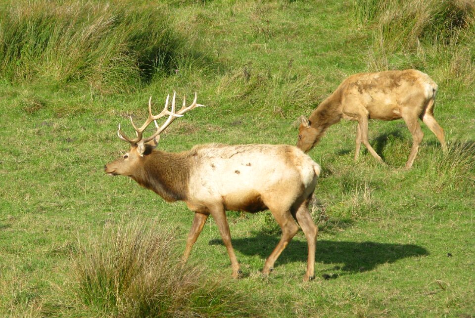 Antler wildlife wild