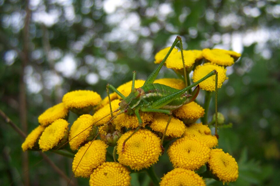 Grasshopper insect nature photo