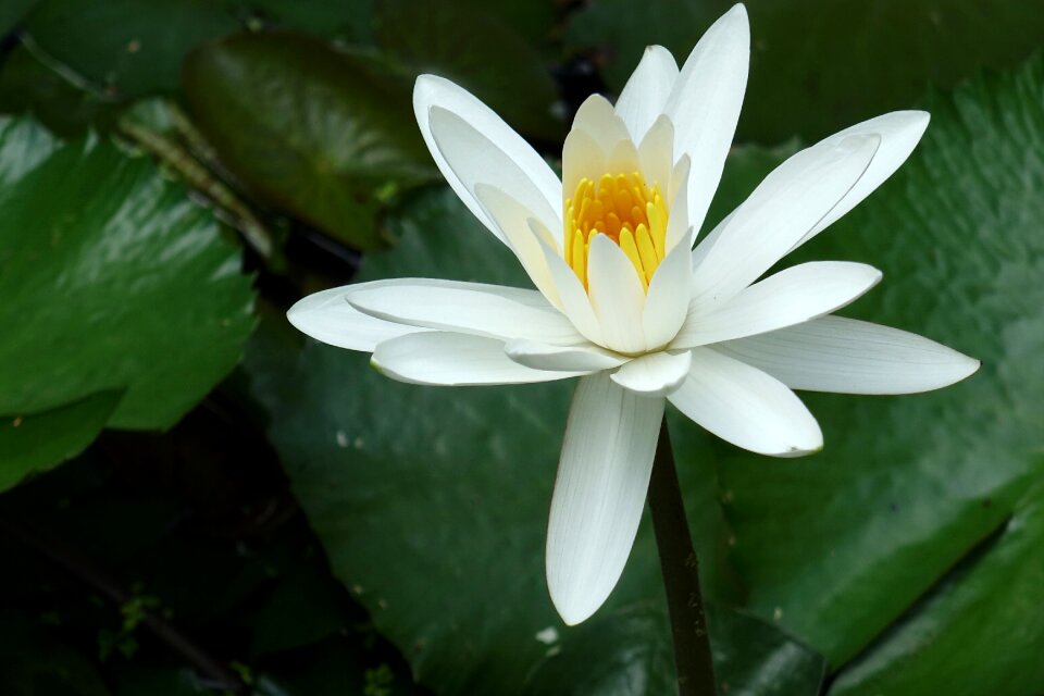 White pure ancient rome happy valley san jose flowers