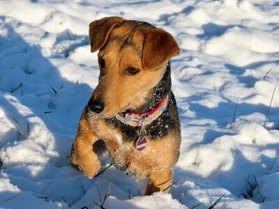 Winter snow dog animal photo