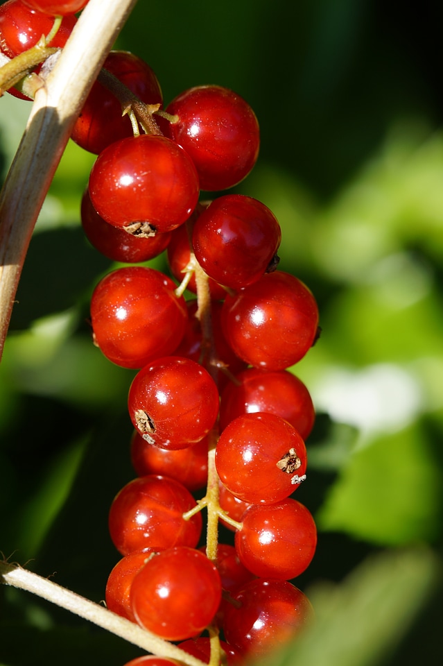 Panicle ripe fruit