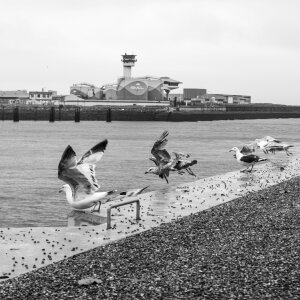 Maritime birds seagull photo