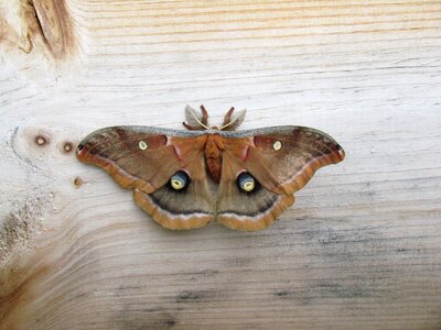 Butterfly night wood