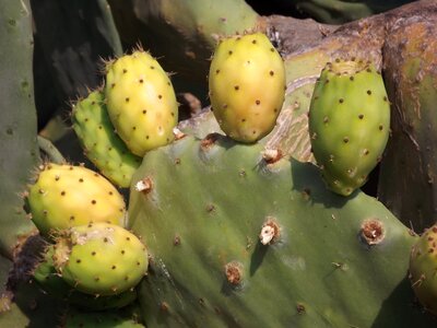 Fruit cactus