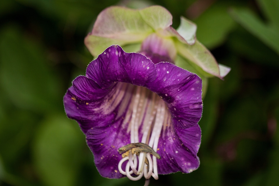 Plant violet white