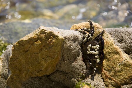 Water nature beach photo