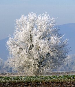 Frost cold landscape