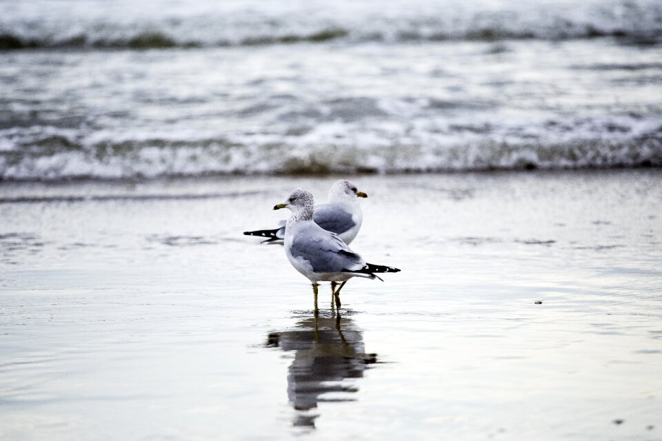 Shore water