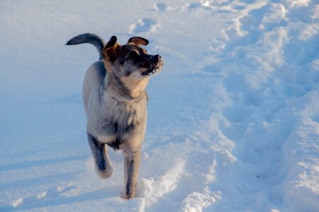 Spacer animal fun