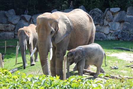 Animal family