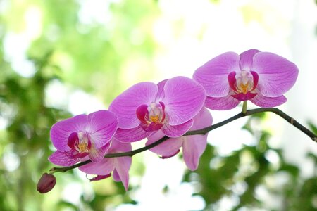Spring xie flower