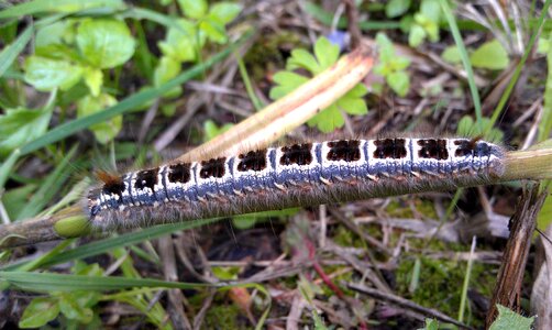 Insect macro the larvae of insects photo