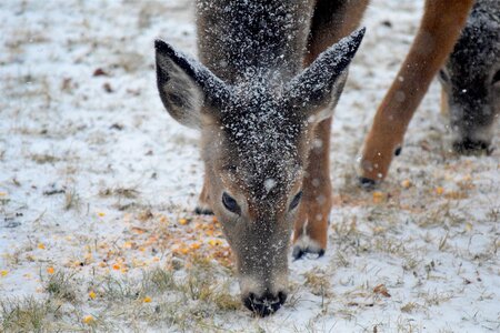 Wildlife eating natural