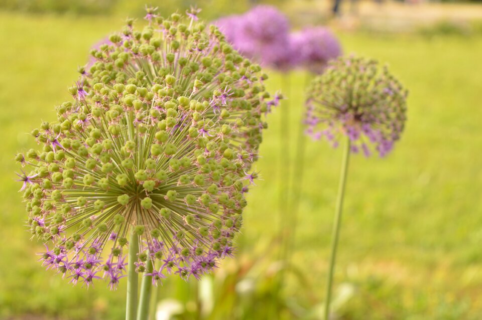 Summer purple