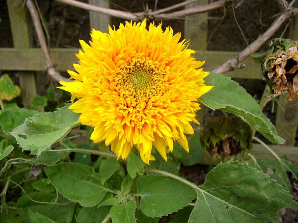 Garden nature summer