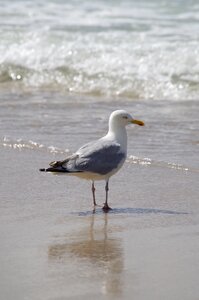 Beach coast birds photo