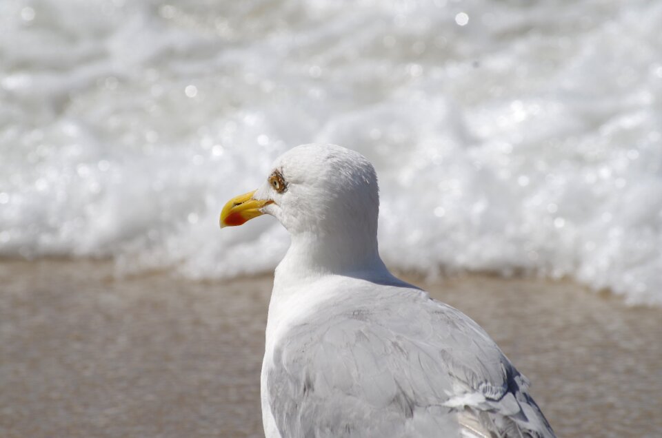 North sea sea bird