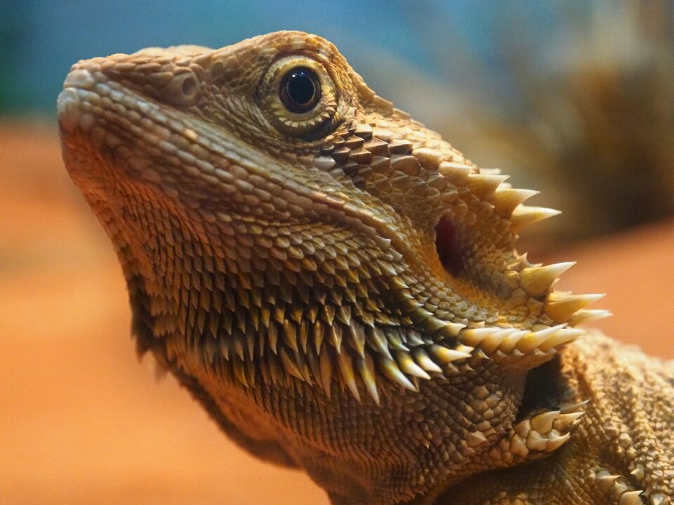 Orange portrait australia