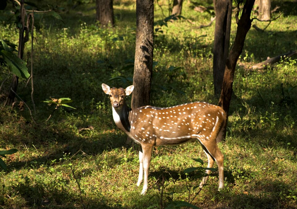 Fauna wild nature