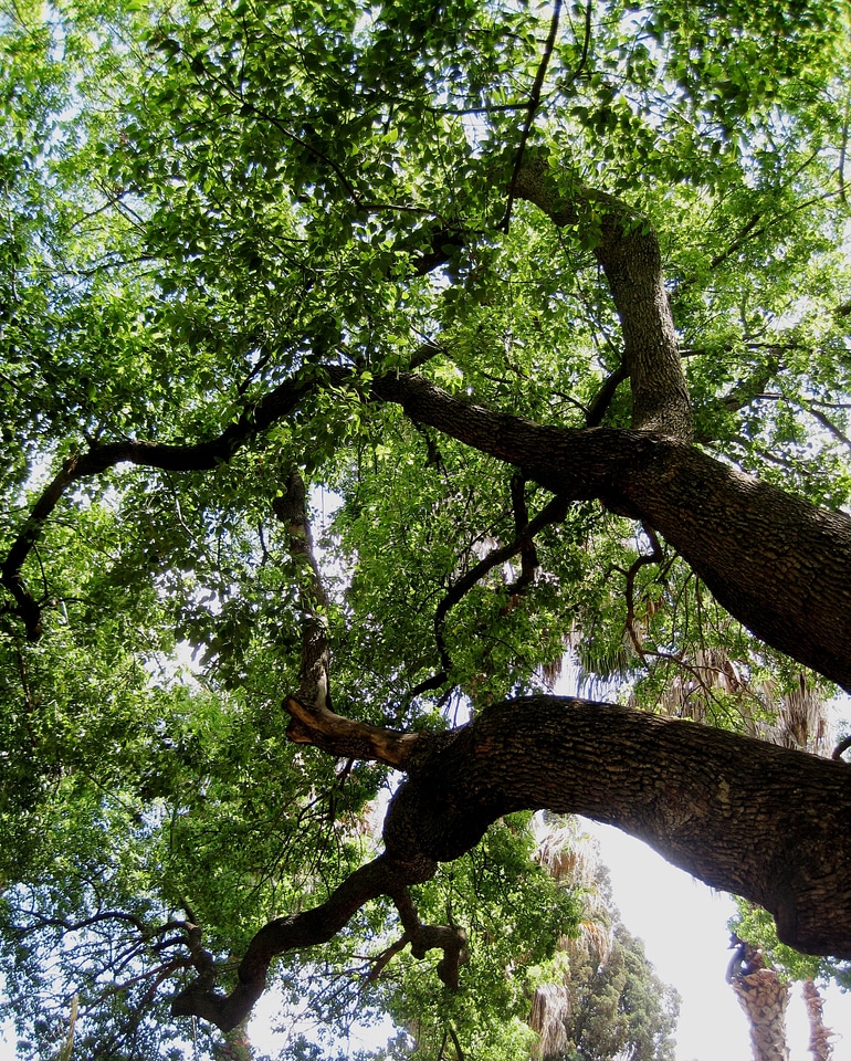 Strong dense shade