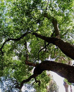 Strong dense shade