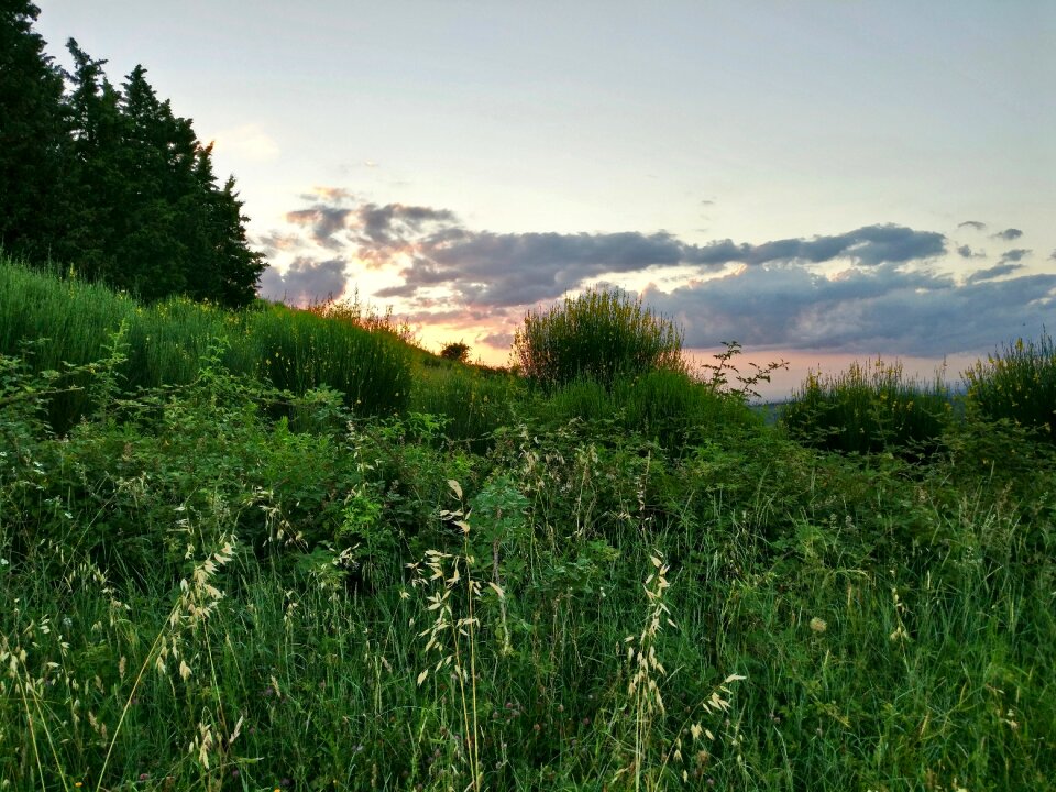 Grass edge of the woods trail